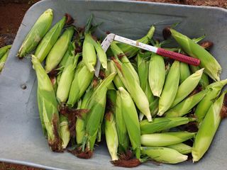 무지개블루베리농장 님의 옥수수 · 자유게시판 작성글 사진