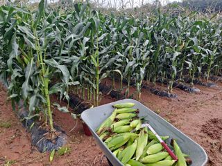 무지개블루베리농장 님의 옥수수 · 자유게시판 작성글 사진