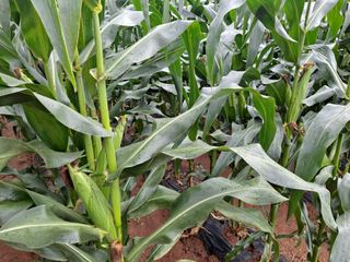 무지개블루베리농장 님의 옥수수 · 자유게시판 작성글 사진