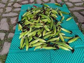 무지개블루베리농장 님의 옥수수 · 자유게시판 작성글 사진