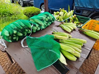 무지개블루베리농장 님의 옥수수 · 자유게시판 작성글 사진