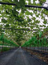 팜모닝 포도·자유게시판 게시글 이미지