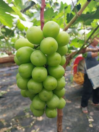 류춘실님의 포도 · 자유게시판 작성글 사진