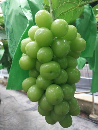 류춘실님의 포도 · 자유게시판 작성글 사진