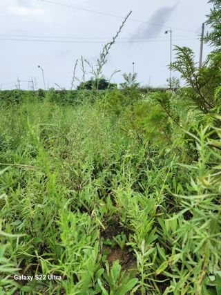 박해용(세건농장)님의 농기계정보 · 자유게시판 작성글 사진