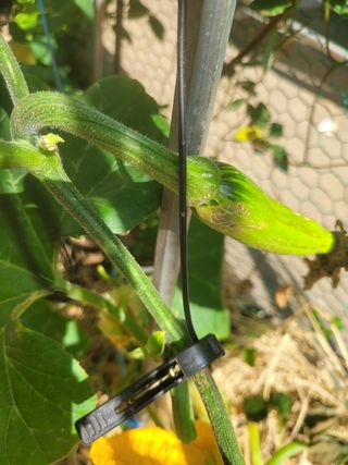 문현자 님의 호박 · 병해충상담 작성글 사진