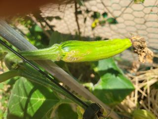 문현자 님의 호박 · 병해충상담 작성글 사진