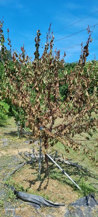 윤섭님의 팜모닝 병해충 연구회 · 병해충상담 작성글 사진