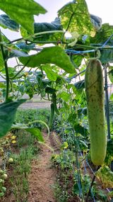 팜모닝 어떤 유기농자재 쓰세요?·참여글 게시글 이미지