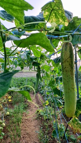 임오빈님의 어떤 유기농자재 쓰세요? · 참여글 작성글 사진