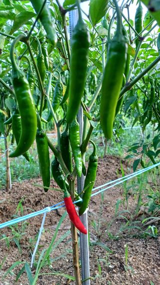 임오빈님의 어떤 유기농자재 쓰세요? · 참여글 작성글 사진