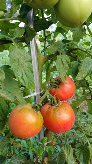 임오빈님의 어떤 유기농자재 쓰세요? · 참여글 작성글 사진