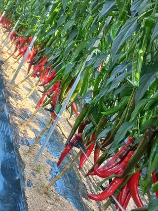 알 수 없음님의 고추 · 수확 작성글 사진