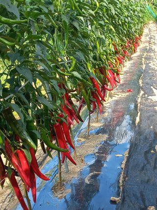 알 수 없음님의 고추 · 수확 작성글 사진