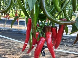 알 수 없음님의 고추 · 수확 작성글 사진