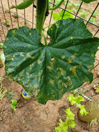 황대순님의 오이 · 병해충상담 작성글 사진