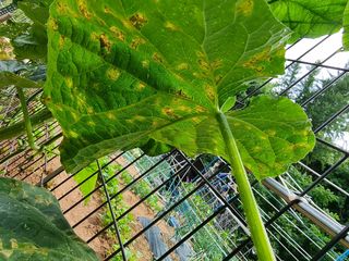 황대순님의 오이 · 병해충상담 작성글 사진