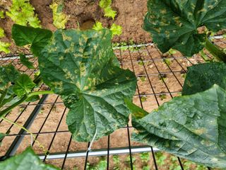 황대순님의 오이 · 병해충상담 작성글 사진