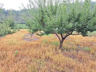 살구장수님의 자두 · 자유게시판 작성글 사진