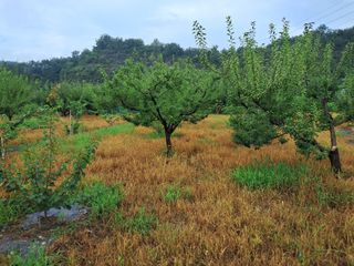 살구장수님의 자두 · 자유게시판 작성글 사진