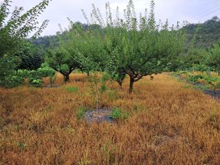 살구장수님의 자두 · 자유게시판 작성글 사진