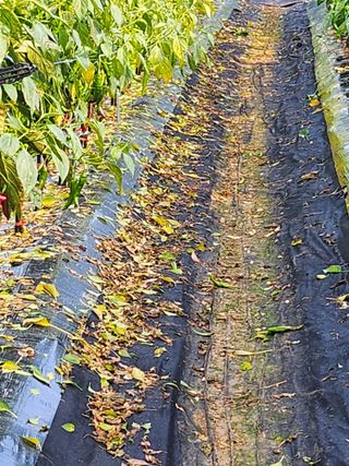 ...님의 고추 · 병해충상담 작성글 사진