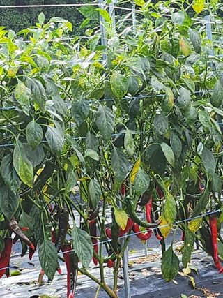 ...님의 고추 · 병해충상담 작성글 사진