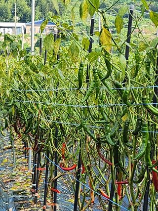 ...님의 고추 · 병해충상담 작성글 사진