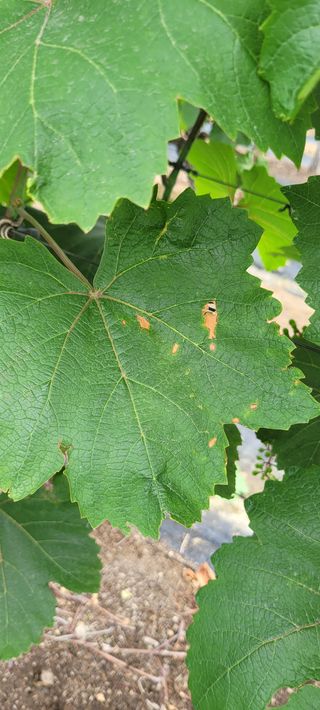 백산포도님의 포도 · 병해충상담 작성글 사진