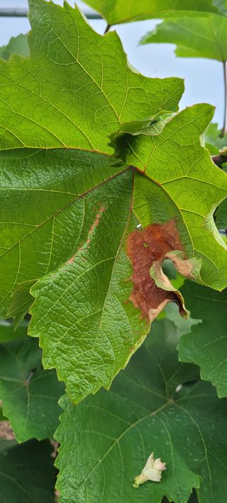 백산포도님의 포도 · 병해충상담 작성글 사진