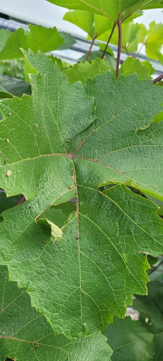 백산포도님의 포도 · 병해충상담 작성글 사진