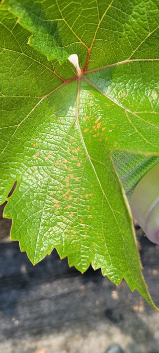 백산포도님의 포도 · 병해충상담 작성글 사진