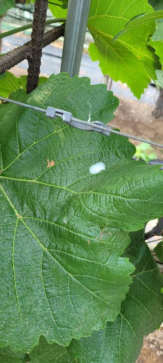 백산포도님의 포도 · 병해충상담 작성글 사진