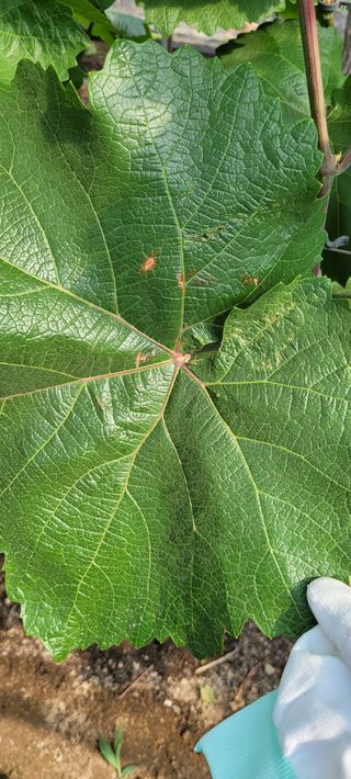 백산포도님의 포도 · 병해충상담 작성글 사진