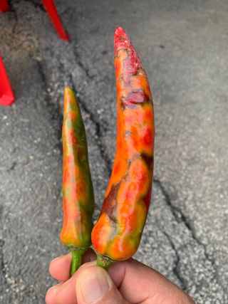 이계성님의 고추 · 병해충상담 작성글 사진