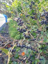 팜모닝 기타작물·병해충상담 게시글 이미지