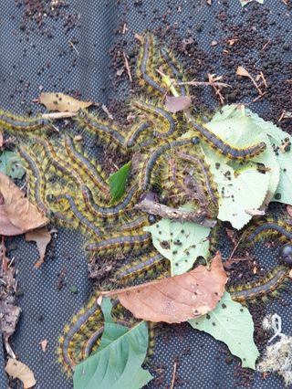 stkim님의 기타작물 · 병해충상담 작성글 사진