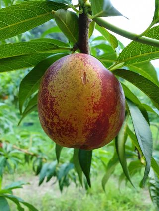 귀농 준비 1년차님의 복숭아 · 병해충상담 작성글 사진