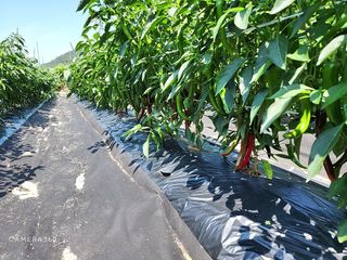 김동호님의 고추 · 수확 작성글 사진