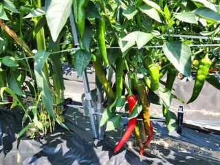 김동호님의 고추 · 수확 작성글 사진