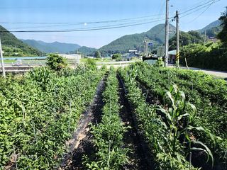 김동호님의 고추 · 수확 작성글 사진