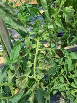 팜모닝 토마토·병해충상담 게시글 이미지