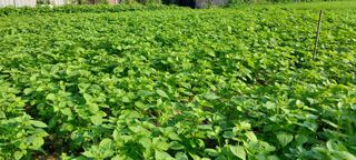 정진해님의 들깨 · 자유게시판 작성글 사진