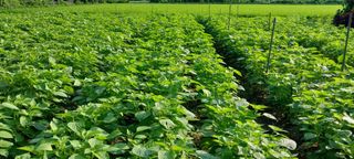 정진해님의 들깨 · 자유게시판 작성글 사진