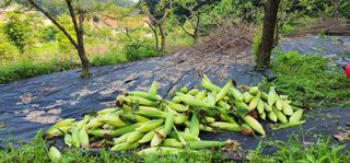 홍길동형재님의 옥수수 · 자유게시판 작성글 사진