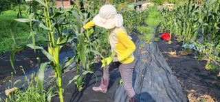 홍길동형재님의 옥수수 · 자유게시판 작성글 사진