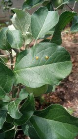 팜모닝 사과·병해충상담 게시글 이미지