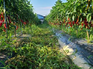노고단님의 고추 · 일상 작성글 사진