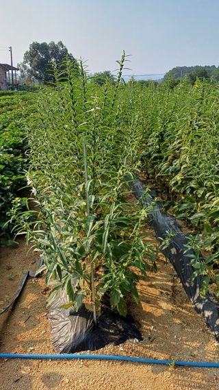 박순덕님의 참깨 · 자유게시판 작성글 사진