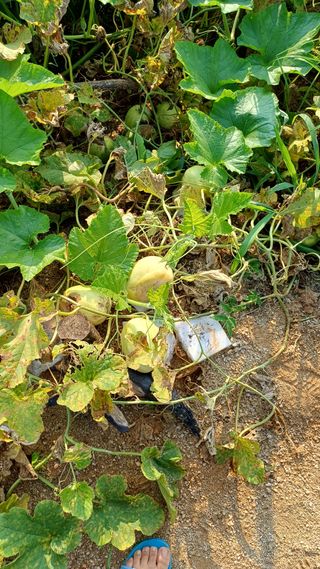 박순덕님의 참깨 · 자유게시판 작성글 사진